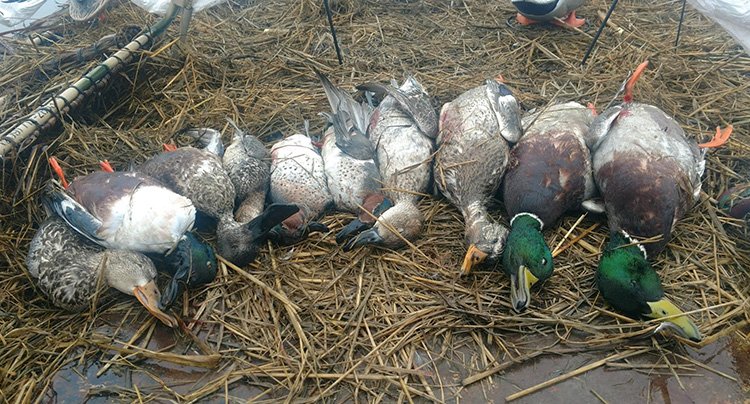 Duck Hunting Trips Sacramento Valley, Guided hunts